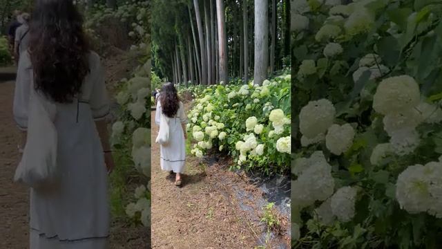 Hydrangea forest in Ibaraki, Japan