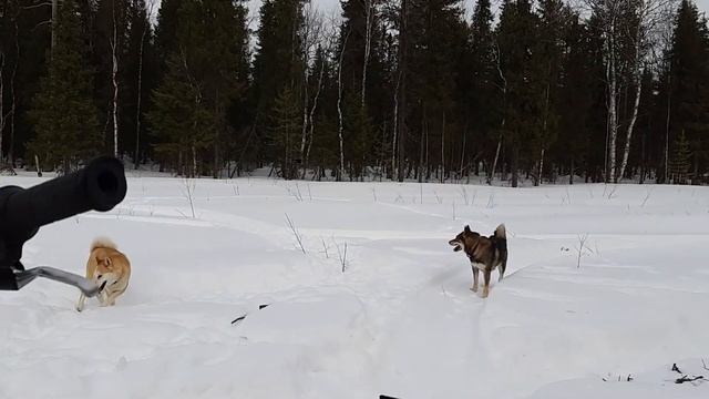 Поздравили с 8 марта и в лес !!! смотреть онлайн