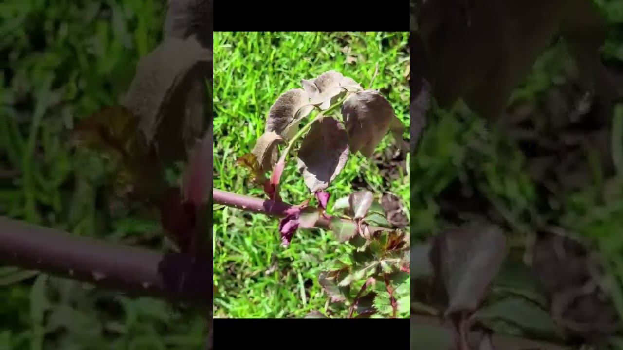 Когда и где обрезать розы- растения покажут! Саженцы роз. Спрашивайте каталог на вацап 89193271772 смотреть онлайн