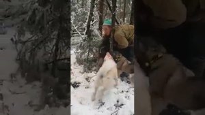 Парни просто герои.Охота на кабана без ружья!