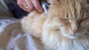 Регулируемый колтунорез FURminator