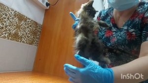 Котята умирали на улице, состояние критическое, успеем ли спасти?