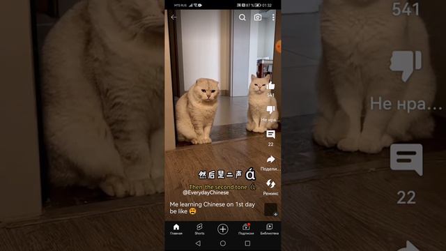 Коты