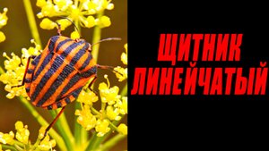 ГВАРДЕЕЦ ВАТИКАНА В ТВОЁМ САДУ/ ЩИТНИК ЛИНЕЙЧАТЫЙ / МИЛЛИМЕТРОВАЯ ВСЕЛЕННАЯ