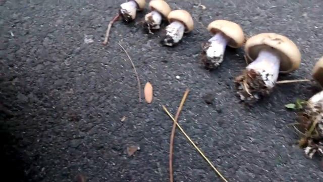 15 ноября 2016 г. смотреть онлайн