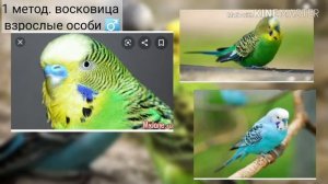Как определить пол волнистых попугайчиков( 4 способа)
