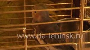 В Ленинск-Кузнецком выставочном зале начала работу выставка экзотических птиц со всего мира