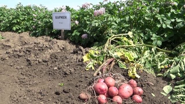 Приоритеты селекционной программы по картофелю ООО Дока — Генные Технологии