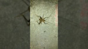Что это такое?! Кто знает?? Смесь паука и таракана