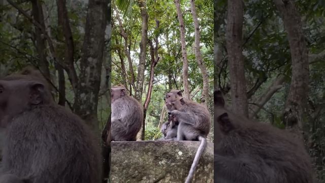 Летим на Бали. Зимовка в Азии. Часть 6. Визаран из Вьетнама смотреть онлайн
