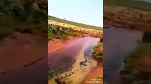 Узбекистан город Андижан увидели 12 метровый змея