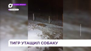 В посёлке Дунай Приморского края тигр утащил собаку