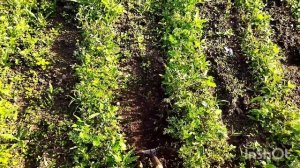 Треугольный плоскорез своими руками.Борьба с сорняками:плоскорез ,керосин ,культиватор.13.06.22.