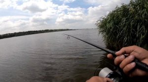 Монстры карпы атакуют наши бойлы. Ребята это был настоящий карпфишинг. Ловля карпа летом