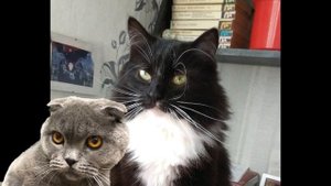 Спасение животных - 5 реальных историй спасения бездомных кошек и котят