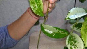 #Мои_комнатные_растения_2021 // ХОЙИ_Любовь_навсегда // Обзор_моих_хой