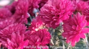 Хризантемы в саду - все тонкости ухода за ними. Хризантема - царица осенних клумб. Шикарный цветок.