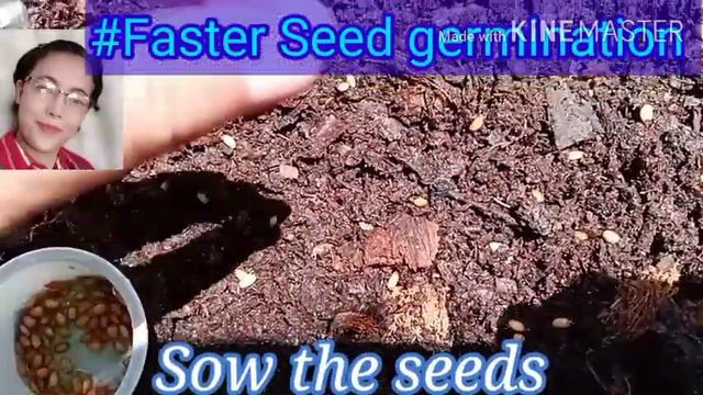 #Faster Technique in Germinating Anthurium Plowmanni( Wave of Love and Rainforest). смотреть онлайн