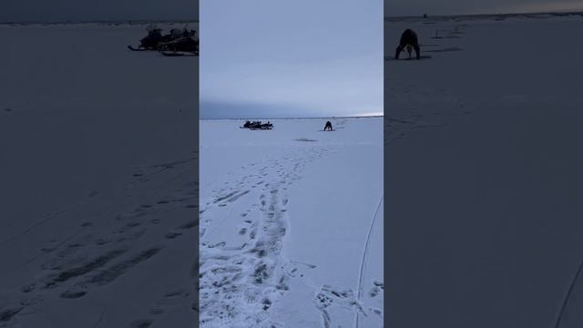 Рыбный промысел на р.Индигирка #якутия #fishing #рыбаки #carpfishing #республикасаха #охота #fish смотреть онлайн