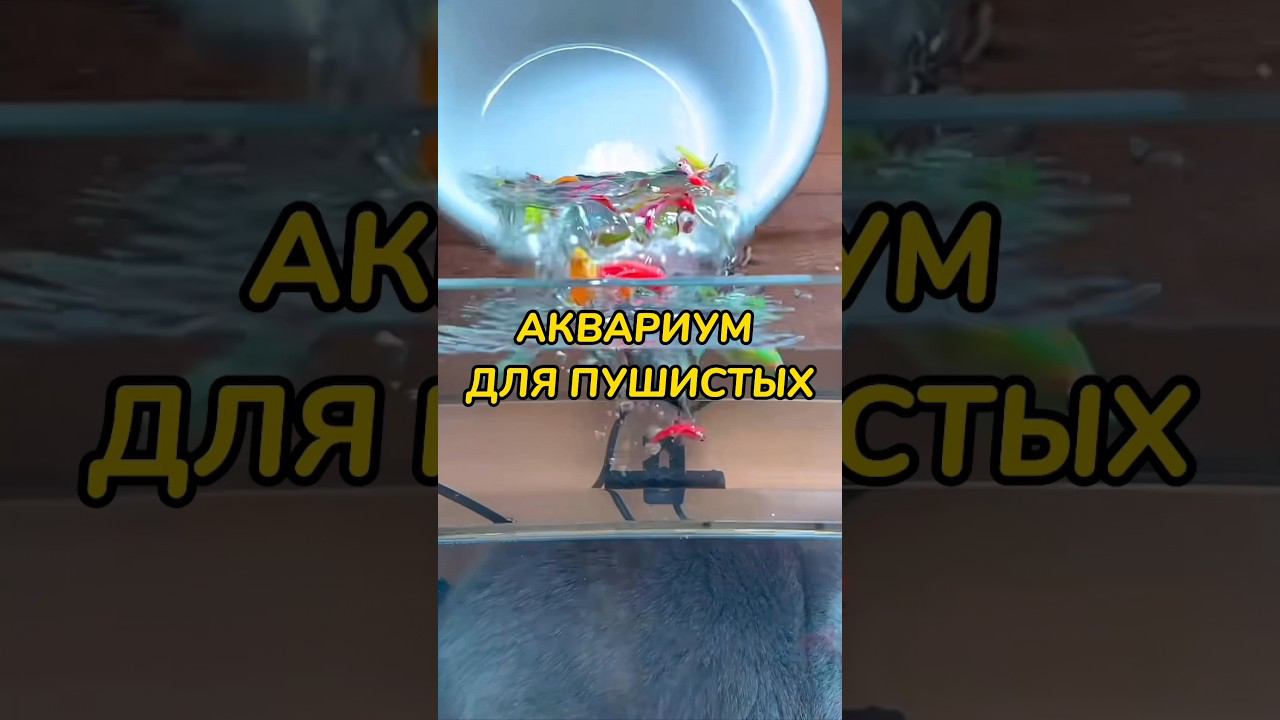 Аквариум для котиков. Товары из Китая. смотреть онлайн