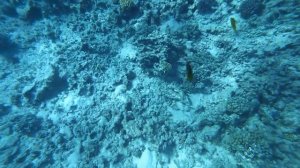 Египет!!! "Акулы" в море !!! Снорклинг. Дайвинг в Красном море. Остров Paradise. Отдых Хургада 2021