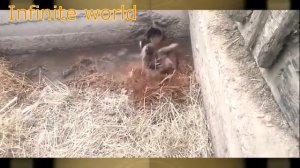Как видят окружающий мир кошки?