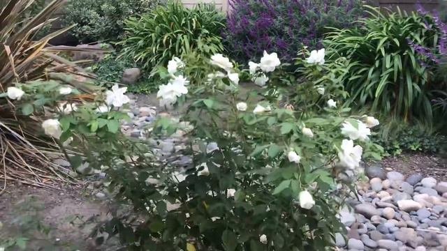 Floribunda Rose White. White Rose