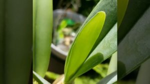 Orchids: Rhyncholaelia digbyana filling their sheaths