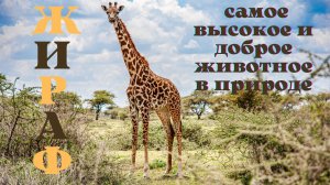 Жираф самое высокое и доброе животное в природе. Интересные факты о жирафах. Музыка для души.