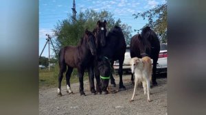 Лошади Кросс Тинкер-Фризы