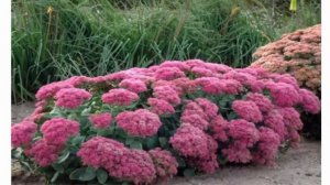 Очиток видный в вашем саду великолепный осенний цветок