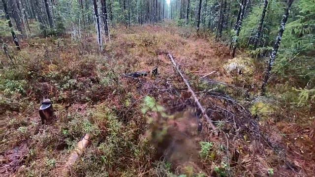 охота на медведя с лайками. весна2023. часть 2 смотреть онлайн