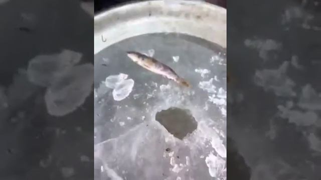 Самая большая рыба смотреть онлайн