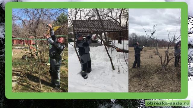 Профессиональная обрезка сада