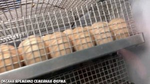 Выводной инкубатор / Ждем цыплят