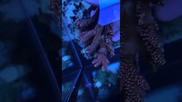 Mariculture Millepora смотреть онлайн