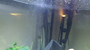 Hydor bubble maker h2show