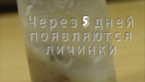 Биология. Дрозофилы. ФГОС.