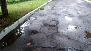Маленький щенок потерялся и ищет маму