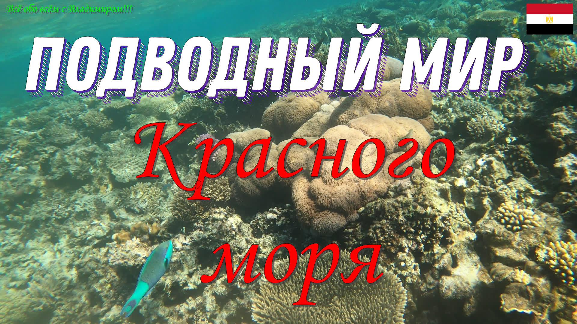 Подводный мир Красного моря.