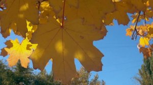 Волшебная мелодия Осени - Панфлейта.  Magic melody Pan flute.