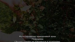 Как размножить спирею и укоренить из веточки