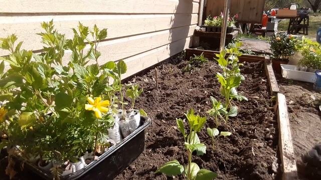 Клумба цветущая все лето, из однолетних цветов