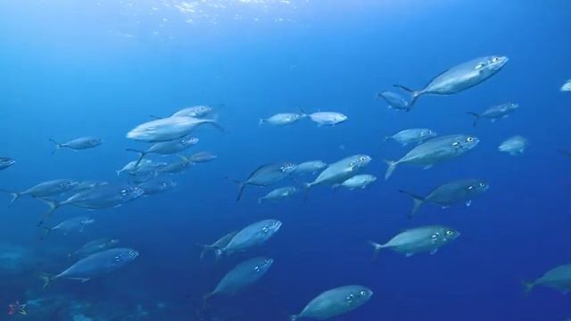 Aquarium 4K VIDEO ULTRA HD - Beautiful Coral Reef Fish - Sleep Relaxing Meditation Music 19