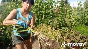 чеснок без всяких прополок...посадила,подкормила и забыла до сбора урожая....