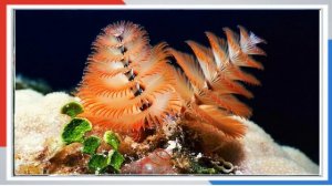 Дары моря   эстетические и просто интересные