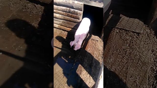 Поросенок выполняет команды