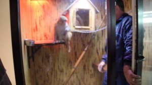 Макака Резус обиделась))