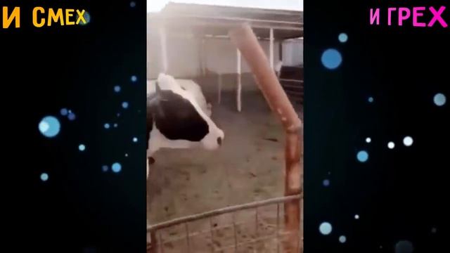 ПОДНИМИ СЕБЕ НАСТРОЕНИЕ | ЛЮТЫЕ ПРИКОЛЫ С ОЗВУЧКОЙ | И СМЕХ И ГРЕХ