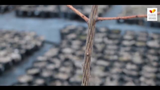 Как сделать лиственницу на штамбе